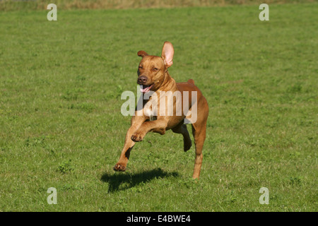 Livernose Rhodesian Ridgeback Stock Photo