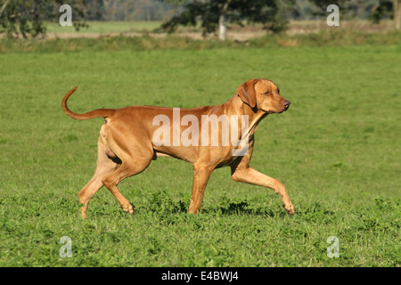 Livernose Rhodesian Ridgeback Stock Photo