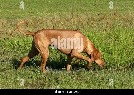 Livernose Rhodesian Ridgeback Stock Photo