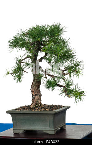 Little larch (Larix decidua) as bonsai tree Stock Photo