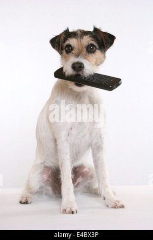 Parson Russell Terrier with remote control Stock Photo