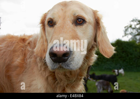 dog in a field / exercise yard Stock Photo