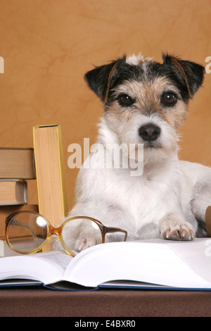 dog with books Stock Photo