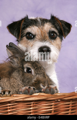 Parson Russell Terrier and dwarf rabbit Stock Photo - Alamy