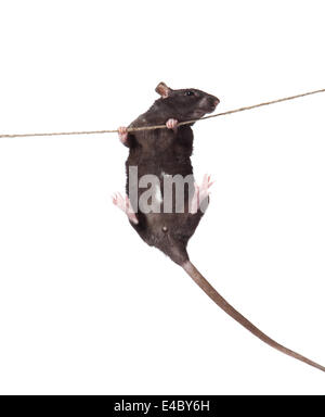 a rat crawling on a rope. Stock Photo