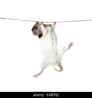 a rat crawling on a rope. Stock Photo