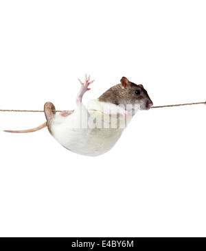 a rat crawling on a rope. Stock Photo