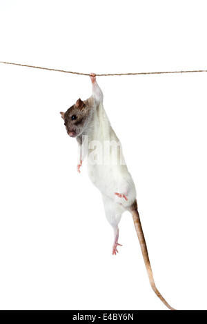 a rat crawling on a rope. Stock Photo