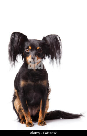 Russian toy terrier dog Stock Photo