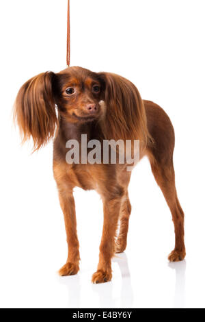 Russian toy terrier dog Stock Photo