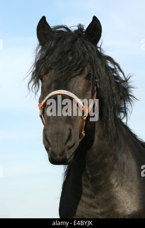 coldblood Stock Photo