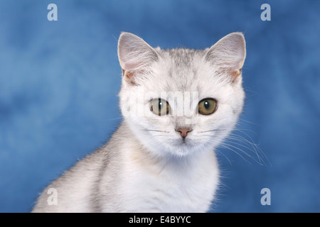 British Shorthair Portrait Stock Photo