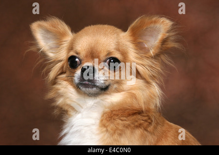 longhaired Chihuahua Stock Photo