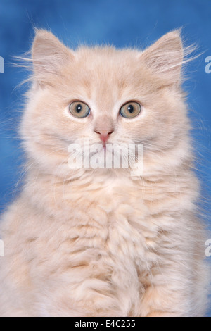 Highlander kitten Stock Photo