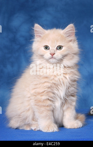 Highlander kitten Stock Photo