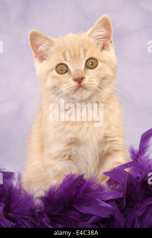 Lilac Cream British Shorthair Domestic Cat, Female against White