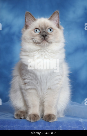 sitting Ragdoll Stock Photo