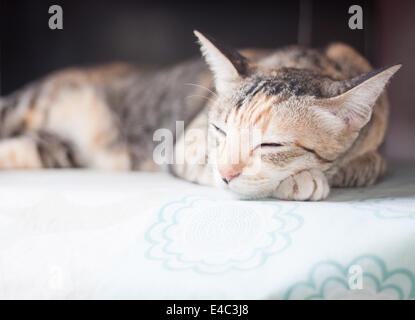 Siamese cat sleeping on the table, stock photo Stock Photo