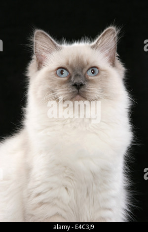 Ragdoll Portrait Stock Photo