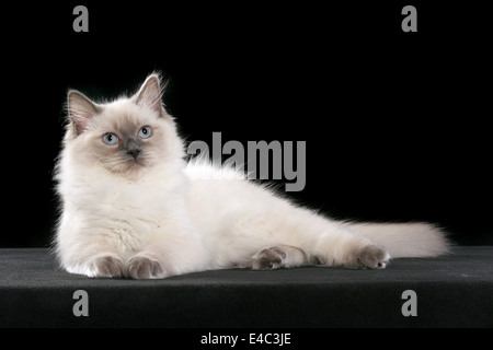 lying Ragdoll Stock Photo