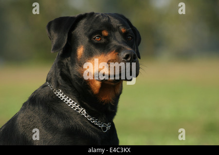 Rottweiler Portrait Stock Photo