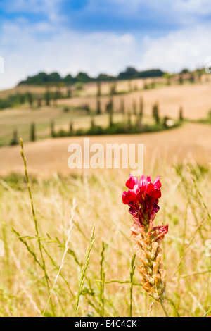red flower on a field in tuscany with a slighty defocused winding road in the background in crete senesi Tuscany, Italy