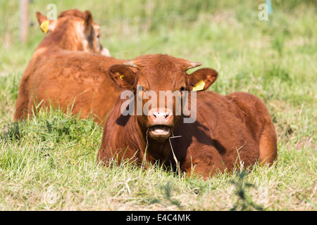 Limousin cattle grazing, Norfolk England UK Stock Photo