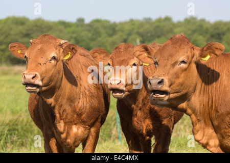 Limousin cattle grazing, Norfolk England UK Stock Photo