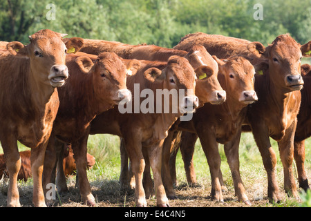 Limousin cattle grazing, Norfolk England UK Stock Photo