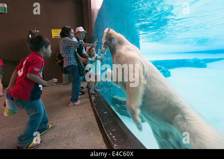 South East Asia, Singapore, Singapore zoo, polar bear (Ursus maritimus) Stock Photo