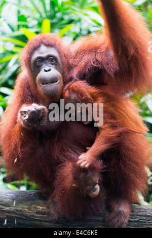 South East Asia, Singapore, Singapore zoo, Orangutan (Pongo borneo) Stock Photo