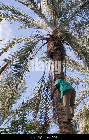 Date palm harvest, Tozeur, Tunisia Stock Photo