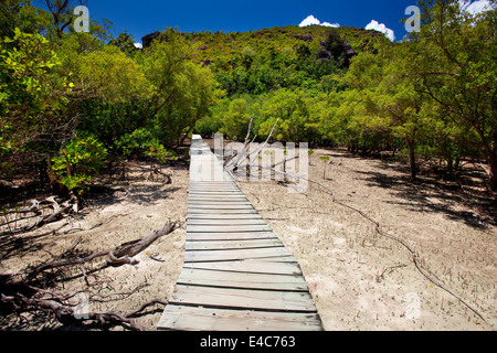 trailway through the mangrove forest Stock Photo