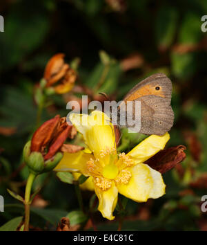Male Meadow Brown butterfly Maniola jurtina (underwing view) Stock Photo