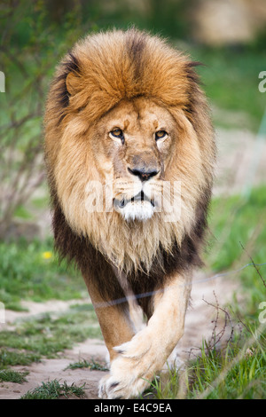 Macestic lion walking Stock Photo