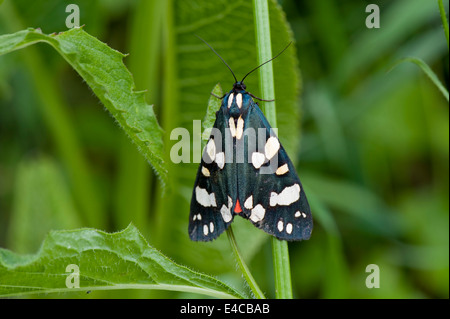A female scarlet tiger moth, Callimorpha dominula, with wings closed but still showing a little of her red underwing