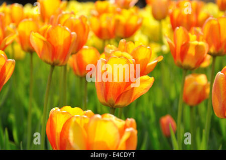 Beautiful orange tulips in the flower bed Stock Photo