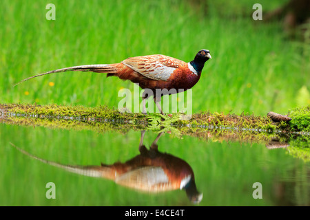 Common pheasant, Phasianus colchicus Stock Photo