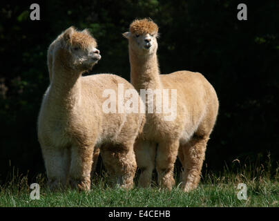 Two alpaca (Vicugna pacos), UK Stock Photo