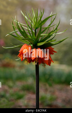 Close up of a Crown Imperial Fritillary (Fritillaria Imperialis), growing at RHS Harlow Carr in Yorkshire, UK. Stock Photo