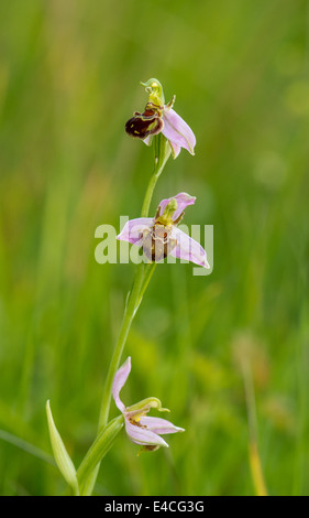 Close-up of a Bee Orchid in an English meadow Stock Photo