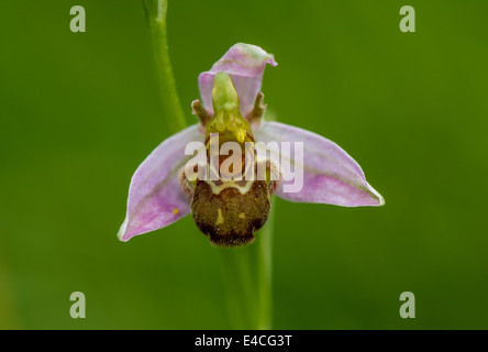 Close-up of a Bee Orchid in an English meadow Stock Photo