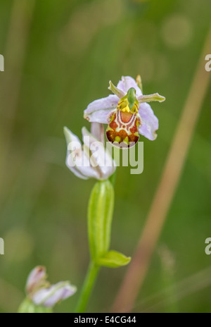 Close-up of a Bee Orchid in an English meadow Stock Photo