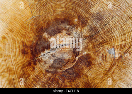 Tree trunk Stock Photo