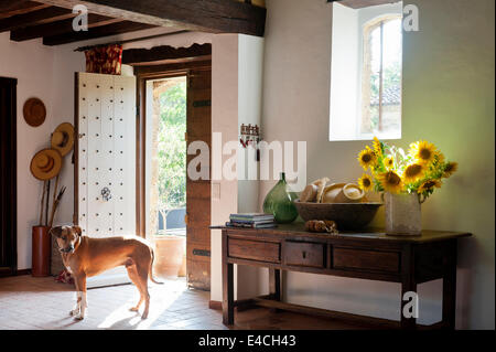 Jug of sunflowers on old wooden console table in entrance hall with studded door and terracotta tiled floor Stock Photo