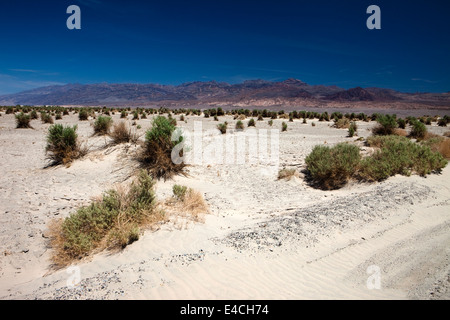 Devil's Cornfield, Death Valley National Park, California, USA Stock ...