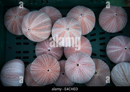 Cornwall. Roseland Peninsular. St Mawes . Sea urchin shells. Stock Photo