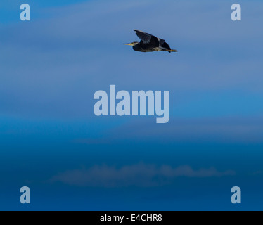 A Grey Heron Flying off the North Antrim Coast Stock Photo