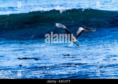 A Grey Heron Flying off the North Antrim Coast Stock Photo