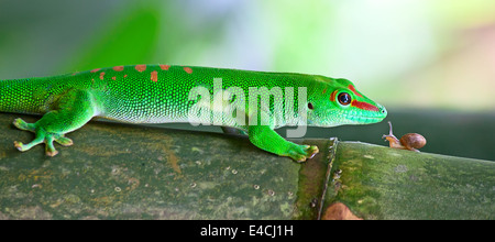Green gecko and snail on the bamboo Stock Photo
